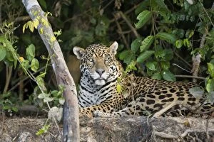 Images Dated 11th July 2009: Jaguar - lying down - Cuiaba River - Brazil *Digitally removed wound on jaguar's face