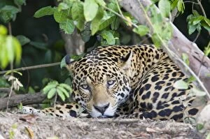 Images Dated 11th July 2009: Jaguar - lying down - Cuiaba River - Brazil *Digitally removed wound on jaguar's face