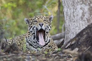 Jaguar - lying down yawning