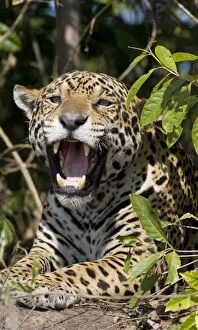 Images Dated 13th July 2009: Jaguar - lying down yawning - Cuiaba River - Brazil *Digitally removed twig in foreground