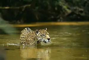 Jaguars Prints: Jaguar - male, crossing shallow creek. In the wild. Amazonas, Brazil