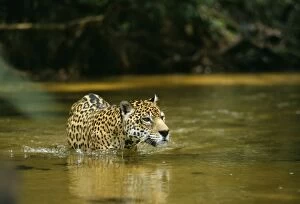 Jaguar - male, crossing shallow creek. In the wild