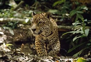 Images Dated 14th October 2010: Jaguar - male - emerging from forest floor den - Amazonia Brazil