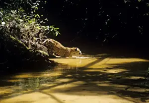 Jaguars Prints: Jaguar - male in shallow creek. Amazonas, Brazil