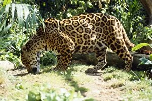 Images Dated 31st July 2007: Jaguar - male sniffing scent of prey