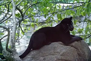 Rest Prints: Jaguar melanin - Mexico