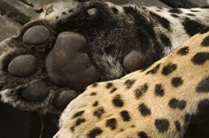 Jaguar (Panthera onca) paw