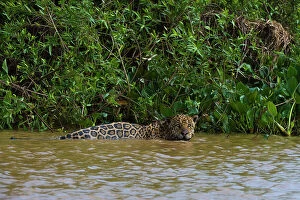 Behavior Collection: A jaguar, Panthera onca, in the river. Date: 25-09-2018