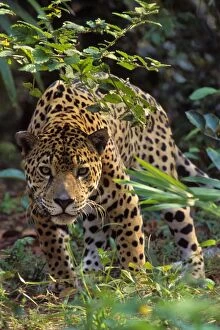 Rain Forest Collection: Jaguar Photographed in Central America. 2mr381