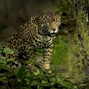 Images Dated 1st October 2007: Jaguar - Rainforest Guatemala