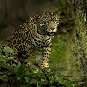 Images Dated 1st October 2007: Jaguar - Rainforest Guatemala