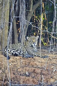 Images Dated 10th October 2014: Jaguar relaxing on the edge of a river Pantanal