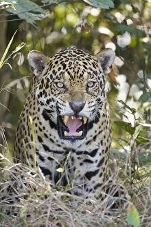Images Dated 13th July 2009: Jaguar - showing teeth - Cuiaba River - Brazil