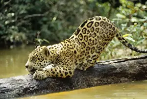 Jaguar - Sub adult scratching log. Amazonia, Brazil