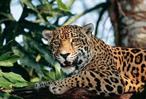 JAGUAR - side view, sitting in a tree, close up