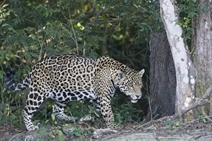 Jaguar - walking along riverbank
