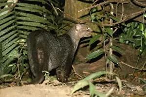Jaguarundi - Amazonas - Brazil