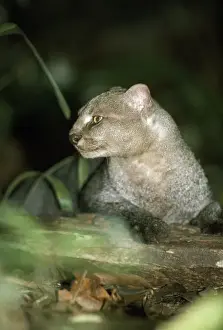 Jaguarundi - Amazonas - Brazil
