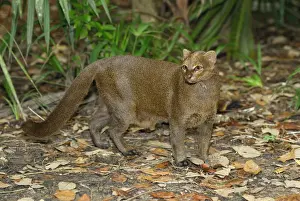 Jaguarundi Belize