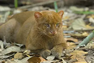 Belize Prints: Jaguarundi Belize