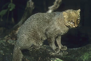 Jaguarundi, (Herpailurus yagaouroundi)