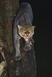 Jaguarundi - hunting at night