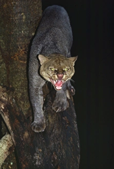 Images Dated 31st July 2007: Jaguarundi - hunting at night Guyana, South America