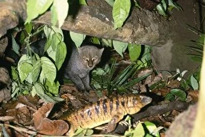 Images Dated 31st July 2007: Jaguarundi - with Tegu Lizard by den Amazonas Brazil