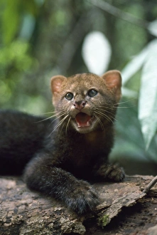 Images Dated 31st July 2007: Jaguarundi - three week old kitten Amazonas Brazil