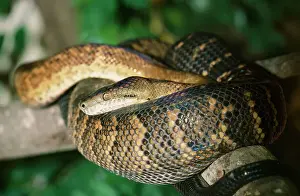 Caribbean Prints: Jamaican Boa Snake - endangered