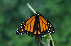 Images Dated 20th February 2007: Jamaican Monarch - Danaus is a genus of butterflies in the Tiger Butterfly tribe