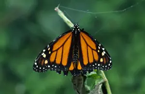 Costa Rica Prints: Jamaican Monarch - Danaus is a genus of butterflies in the Tiger Butterfly tribe