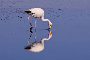 Images Dated 30th January 2010: James's Flamingo / Puna Flamingo - adult feeding