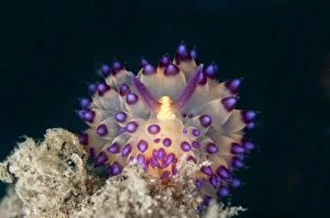 Images Dated 25th September 2013: Janolus Nudibranch
