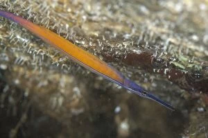 Bubble Gallery: Janss Pipefish with air bubbles at top of cave