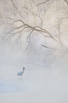 Japan, Hokkaido, Tsurui. A hooded crane