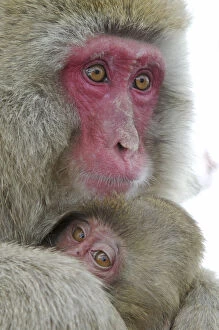 Images Dated 12th February 2008: Japan, Jigokudani Monkey Park. Detail of