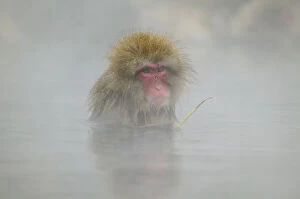 Images Dated 12th February 2008: Japan, Jigokudani Monkey Park. A snow monkey