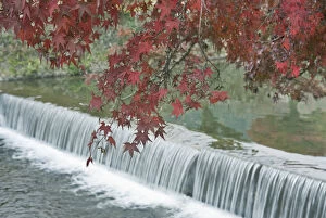 Japan, Kyoto, Arashiyama, Maple Leaves