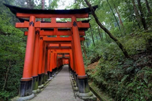 Images Dated 24th February 2014: Japan, Kyoto. Torii Gates in the Fushimi-Inari-Taisha