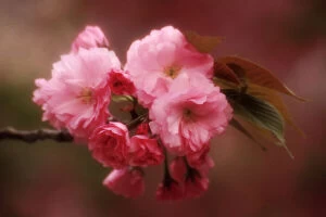 Japan, Osaka. Close-up of cherry blossoms