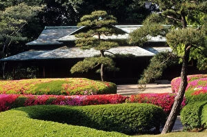 Images Dated 11th March 2011: Japan, Tokyo. Azaleas at the Imperial Palace