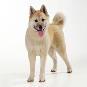 Utility Breeds Collection: Japanese Akita Dog