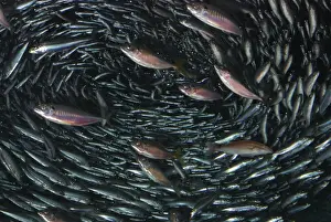 Japanese Anchovy, shoal, pelagic in west Pacific Ocean. Chinese and Japanese waters