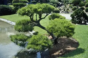 Gardens Prints: Japanese Black Pine