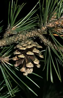 Cones Prints: Japanese Black Pine - close-up of cone & needles