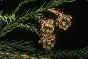 Cedar Prints: Japanese Cedar - kernels close up