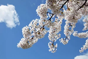 Japanese cherry trees in full spring blossom