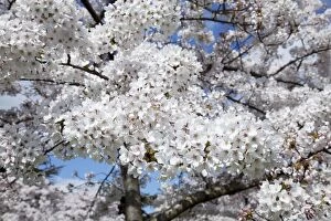 Trees Collection: Japanese cherry trees in full spring blossom - Cheltenham UK
