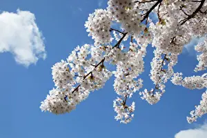 Cheltenham Prints: Japanese cherry trees in full spring blossom - Cheltenham UK